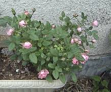RbgsN