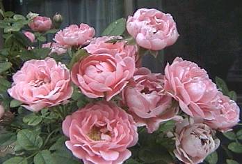 RbgsN