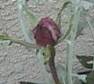 VbLOu[iSjڂ݂sN̉Ԃт炪n߂B